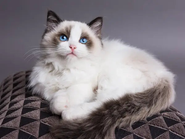 Cat Collection